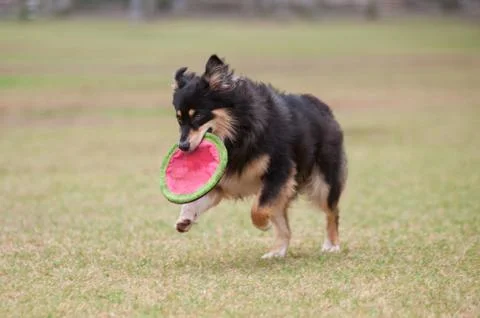 Playtime at the park Stock Photos