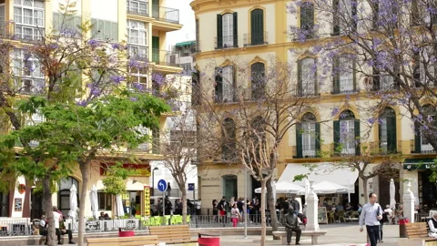 Plaza de la Merced square with blooming jacaranda trees in Malaga Spain Stock Footage 340276665