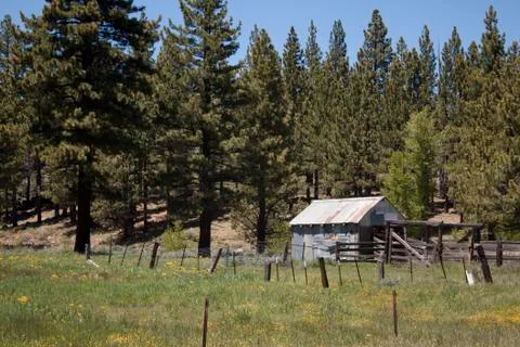 Pld shack in a field during spring Foto stock