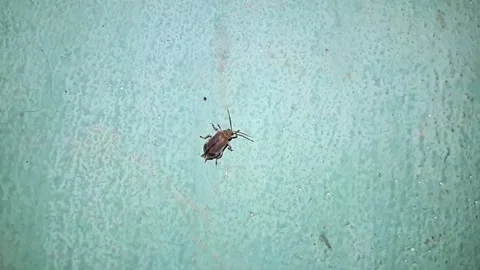 Plea beetle on a wall at night Full HD 1080p HIGH FR30 Stock Footage 233656341