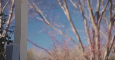 Pleasant Cozy Background With Trees Blue SKy Stock Footage 296760383