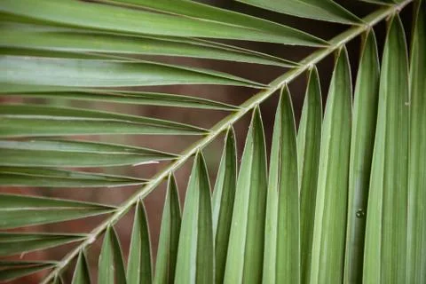 Pleasant diagonal of leaves Stock Photos