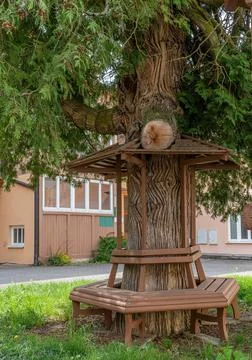 Pleasant sitting under an old pine tree. Stock Photos