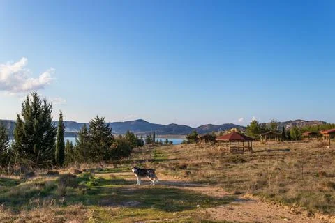 A pleasant walk with your four-legged friend Fotos de archivo