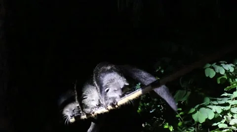 Please bear walking on a rope Stock Footage 51140997