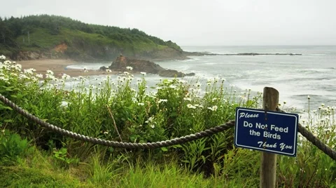 Please Do Not Feed the Birds warning sign overlooking ocean Stock Footage 40520227