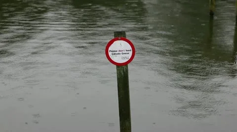 Please dont feed canada geese Stock Footage 11339254