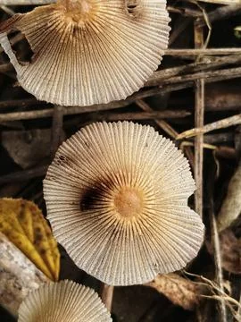 Please inkcap mushroom 库存照片
