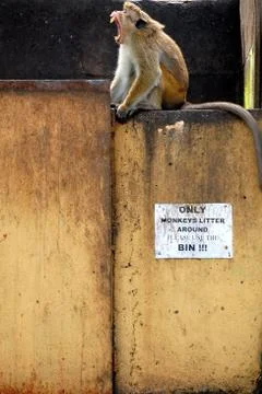 Please use the bin Stock Photos
