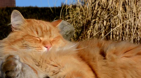 Pleased cat resting in the sun Stock Footage 36228708