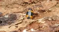 Pleasing Fungus Beetle (Megalodacne fasciata) 1 HD Footage