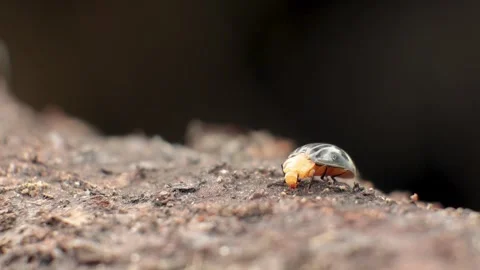 Pleasing fungus beetle walking on decaying wood, extreme macro slow motion cl Stock Footage 312756097