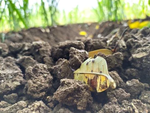 Pleasing landscape of fallen leaf of mango tree on nice textured soil Stock Photos