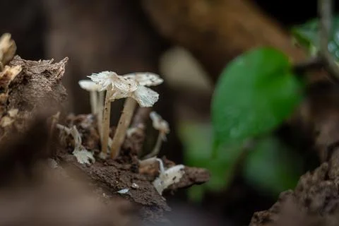 Pleated Inkcap on a dead tree trunk Stock Photos