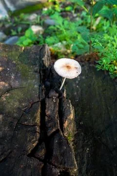 Pleated inkcap Mushroom emerging from a wet humid wooden stump. Parasola pl.. Stock Photos