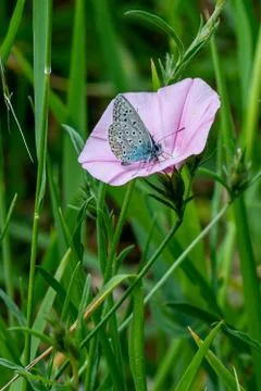 PLEBEJUS IDAS Stock-Fotos