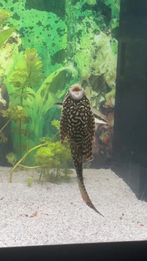 Pleco Fish Mimics Opera Singer, Etnedal municipality, Innlandet County Municipal Stock Footage 316182779