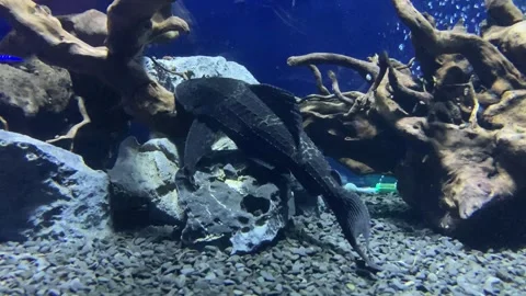 Pleco fish sitting under an echinodorus in aquariumon. Hypostomus plecostomus Stock Footage 283192143