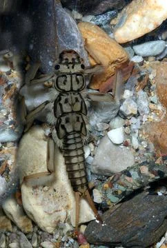 Plecopter (Plecoptera) Plecotteri  Stock Photos