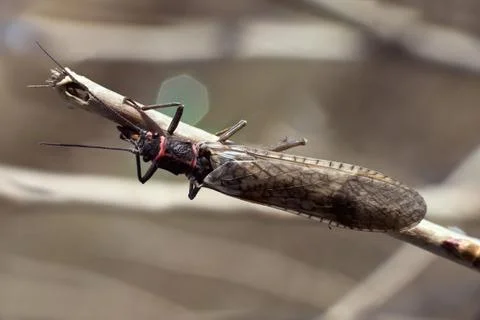 Plecoptera 스톡 사진