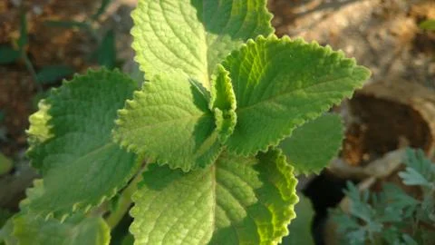 Plectranthus amboinicus closeup Stock Photos