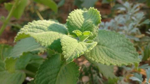Plectranthus amboinicus closeup Stock Photos