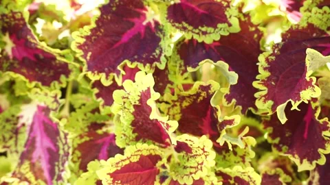 Plectranthus scutellarioides Stock Footage 282636687