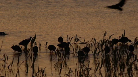 Plegadis falcinellus, glossy ibis Stock Footage 59321989