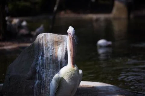 Pleican on the rock 2  Stock Photos