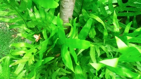  plena fronde ( Flowers ) Stock Footage 238030280