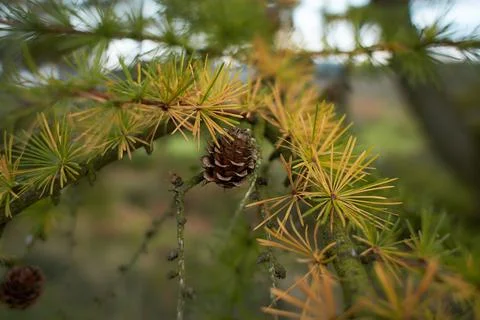 A plentiful amount of small pine cones Stock Photos