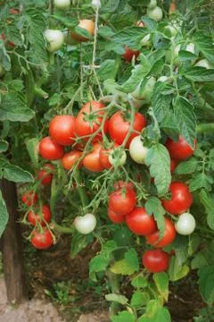 Plentiful fructification of tomatoes, august Stock Photos