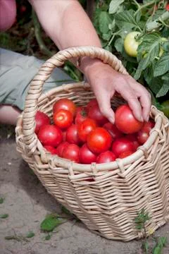 Plentiful fructification of tomatoes Stock Photos