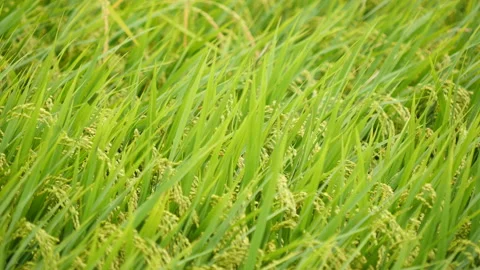 Plentiful rice paddy field in a wind background 库存影片 164014469