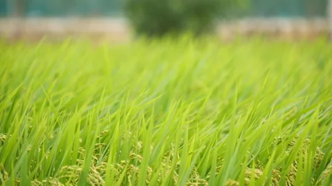 Plentiful rice paddy field in a wind background Stock Footage 164014491