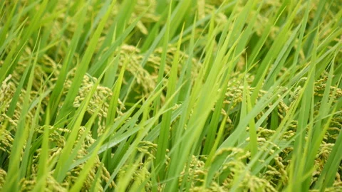 Plentiful rice paddy field in a wind background Видео 164014752