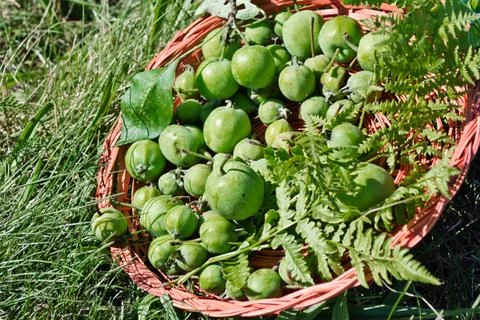 Plenty of Apples Stock Photos