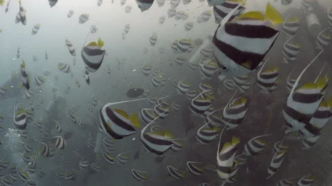 PLENTY OF BANNER FISH Stock Footage 308833372