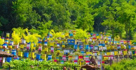 A plenty of beehive Stock Photos