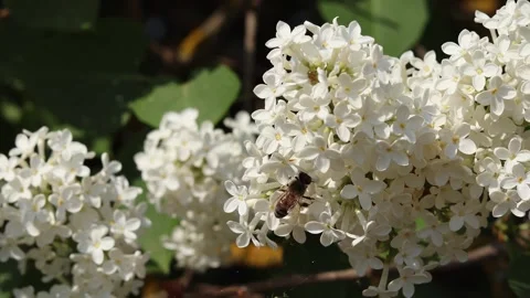 Plenty of bees collect pollen from white lilac flowers Stock Footage 278334302