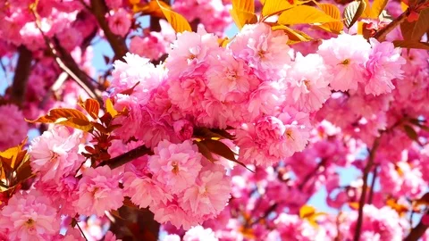 Plenty of cherry blossom: Vidéo 80149270