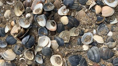 Plenty colorful shells on the sand Stock Photos