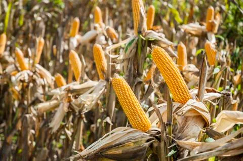 Plenty of corn in the field Foto stock