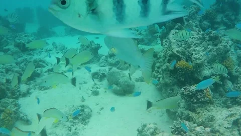 Plenty of different tropical multicolored fish underwater. Stock Footage 201519301