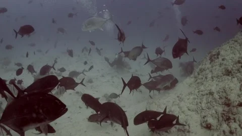PLENTY OF FISH AND UNRECOGNIZABLE DIVER DURING CHUM DIVING IN MALDIVES Stock Footage 304254516