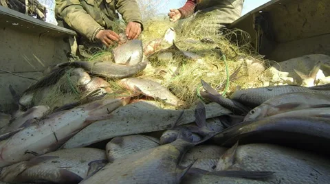 Plenty of fish Stock Footage 36281446