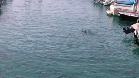 Plenty of fish Stockbeeldmateriaal 163177058