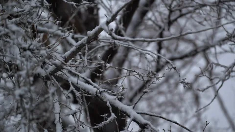Plenty of Fluffy Snowflakes Falling Fast in a Wooded Area Video stock 124622644