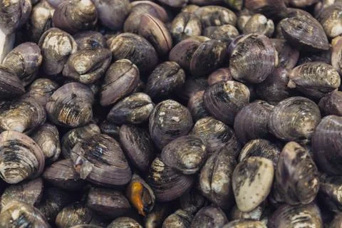 Plenty of fresh closed oysters on ice. Close up. Sea food. Chinese Seafood Stock Photos