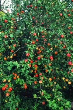 Plenty of fruit on the Apple tree at full frame Stock Photos